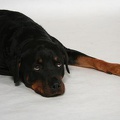 Ich bin ja ein soooo armer Hund